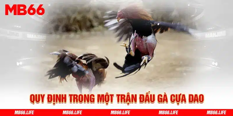 Quy định trong một trận đấu gà cựa dao