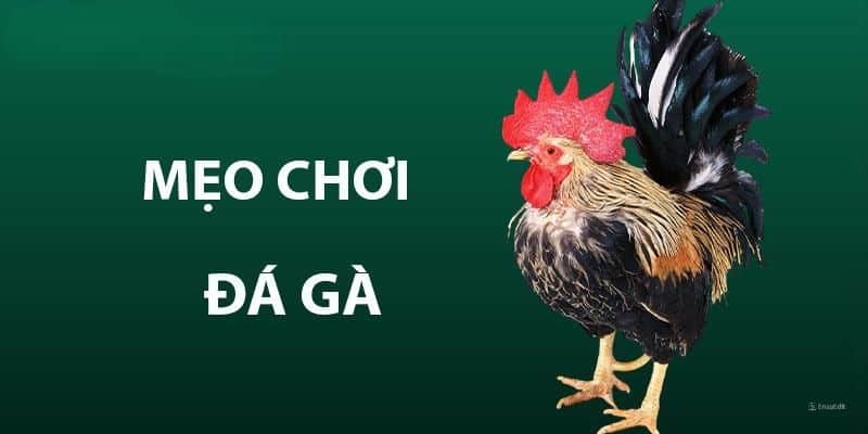 Bí quyết chơi đá gà bách chiến bách thắng