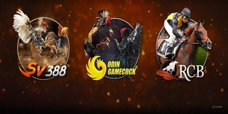 Sảnh cá cược đá gà Odin gamecock siêu hot tại MB66